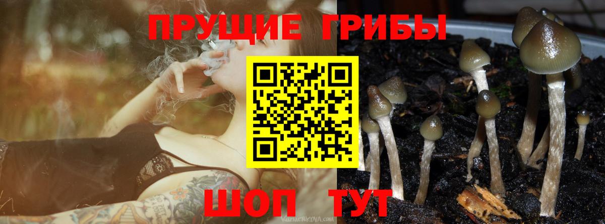 Алексин  где найти   Вход с VPN  Галлюциногенные грибы Magic Shrooms  Псилоцибиновые грибы Psilocybe 
